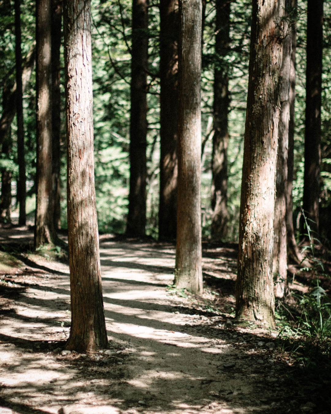 Forest Bathing – three ways to add it into your self-care ritual